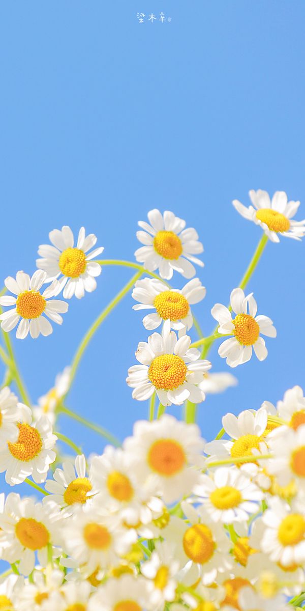 White and yellow chamomile flowers reaching into a clear blue sky.