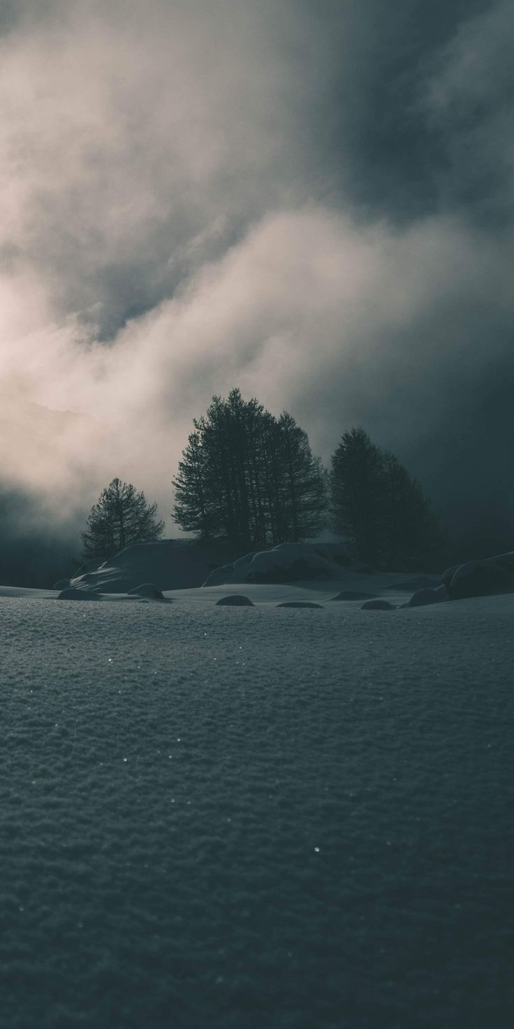 A few pine trees on a grey shore under dark stormy clouds.