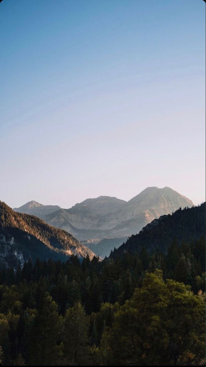 Pine Forest and Mountains