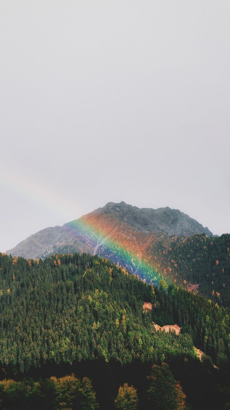Rainbow Over the Forest