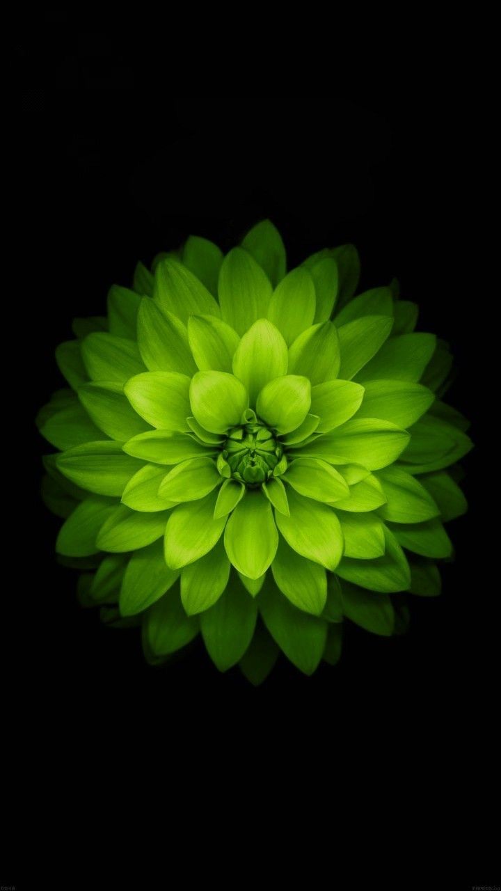 Glowing Green Flower