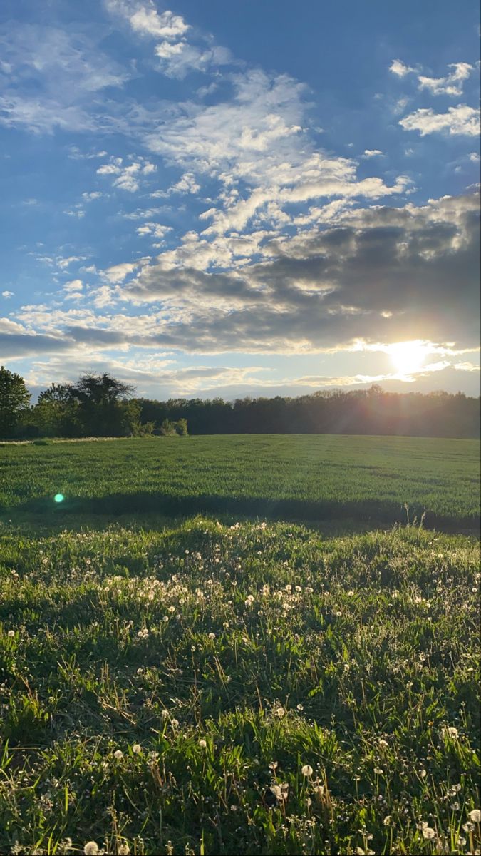 A grassy field at sunset with the sun low behind trees and clouds.