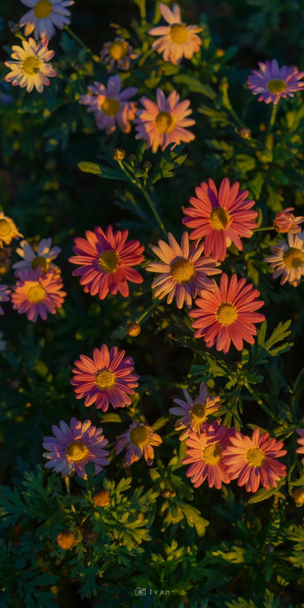 Colourful Daisies
