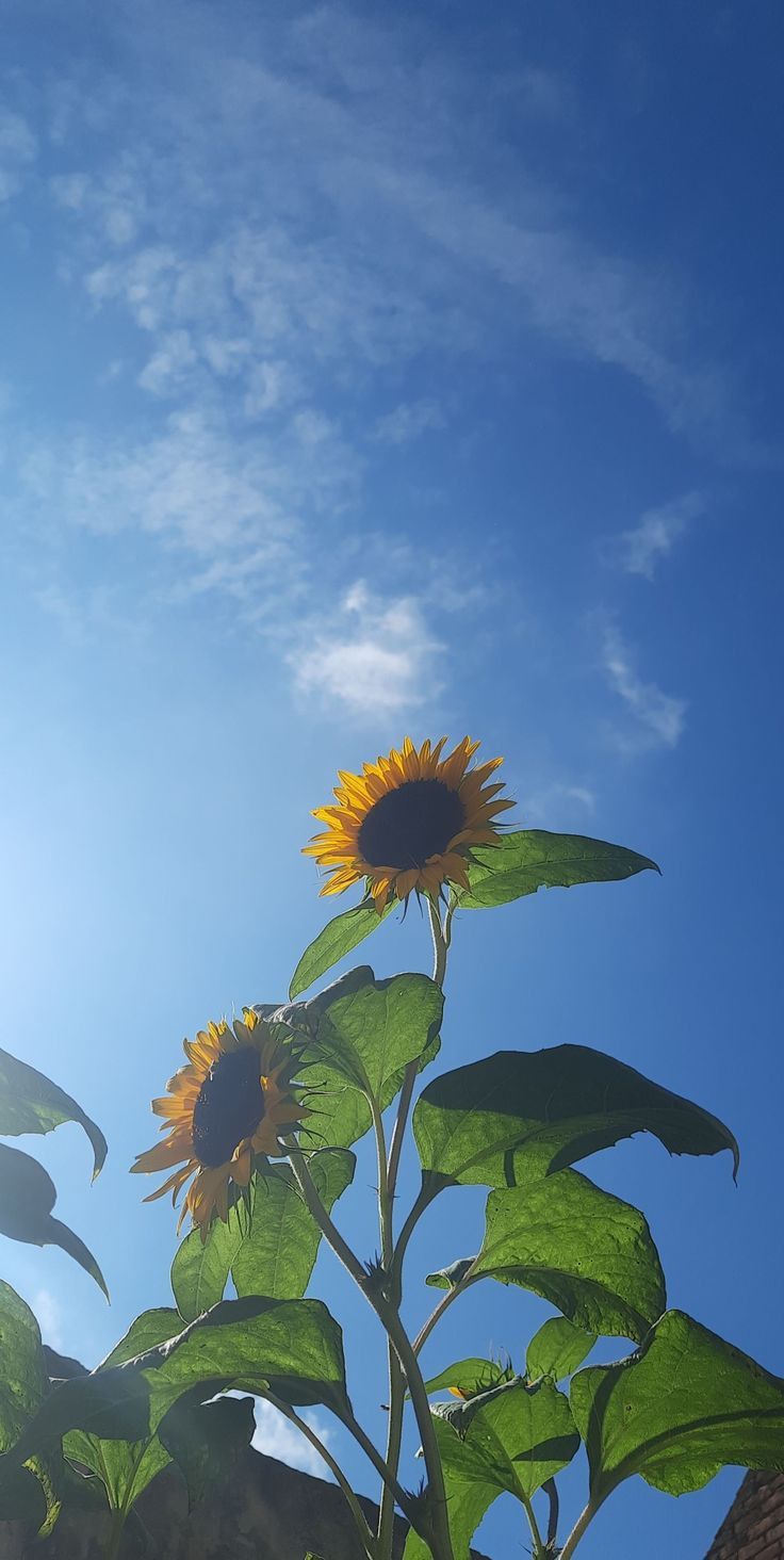 Sunflowers in the Sky