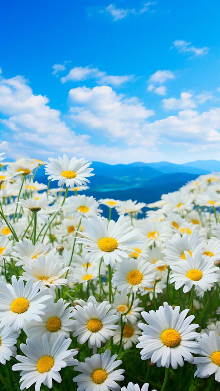 Daisy Field and Blue Sky