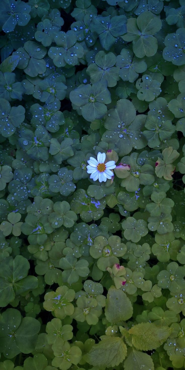 White Flower in Clover