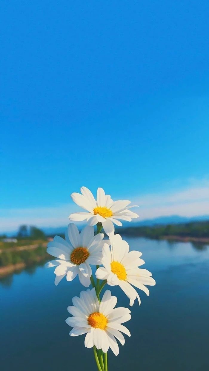 White daisies in front of a calm blue lake and distant hills.