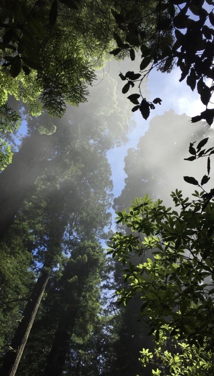 Sunlight Through the Trees