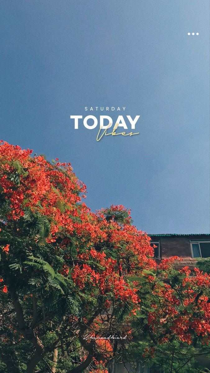 "Today" in white type above red flowering trees against a grey-blue sky.