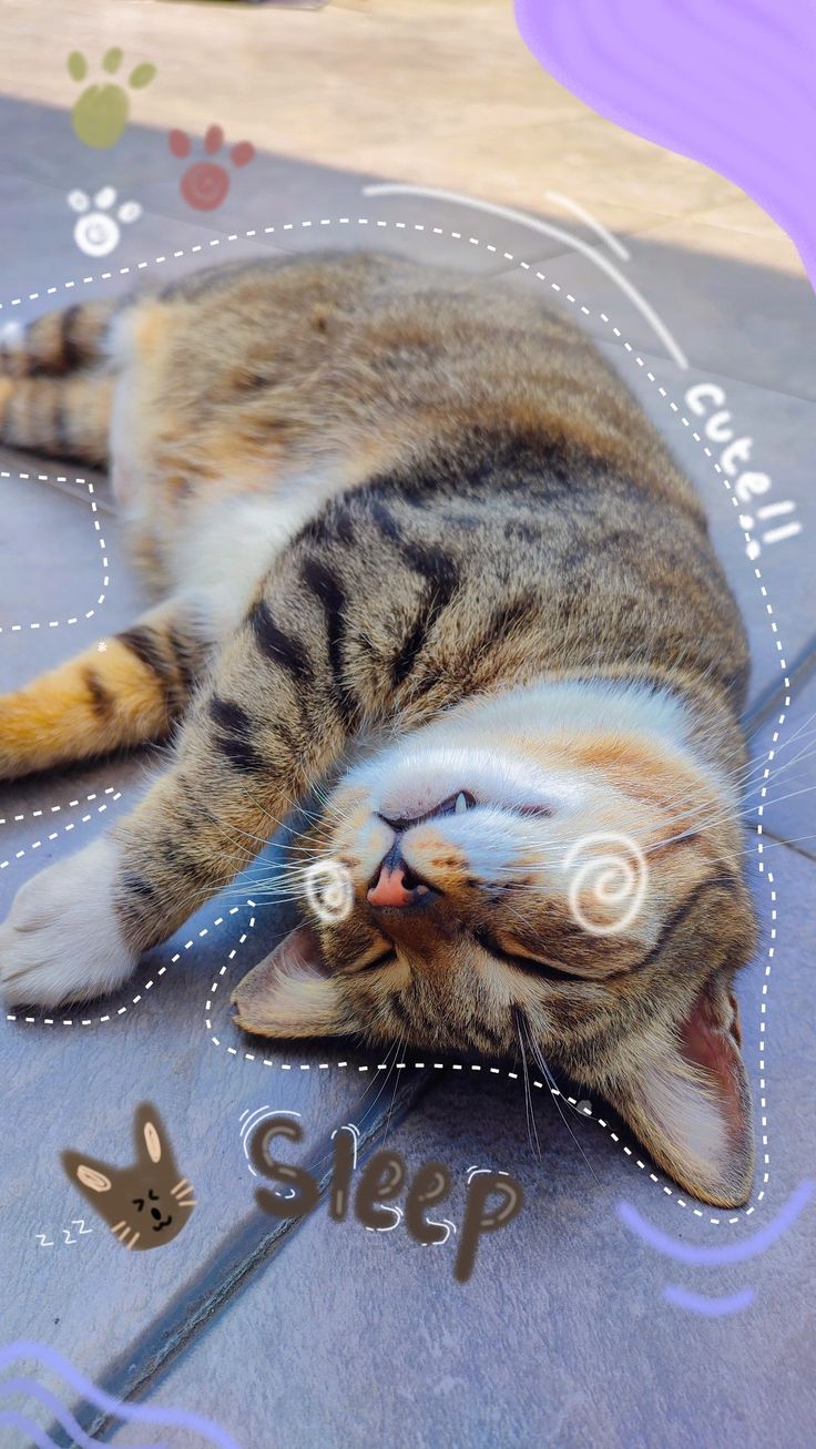 Cute Sleepy Cat