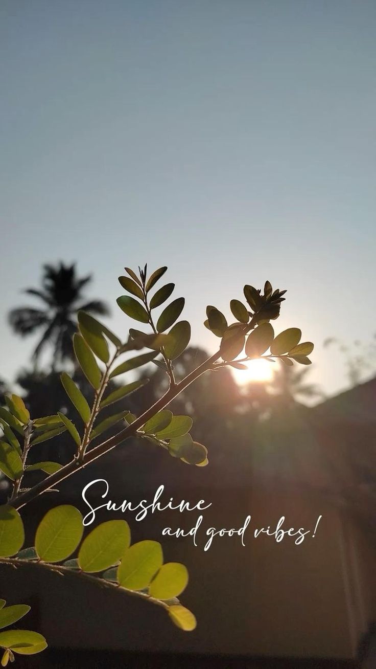 Leafy branches in silhouette against a hazy sunset, with "Sunshine and good vibes" handwritten below.