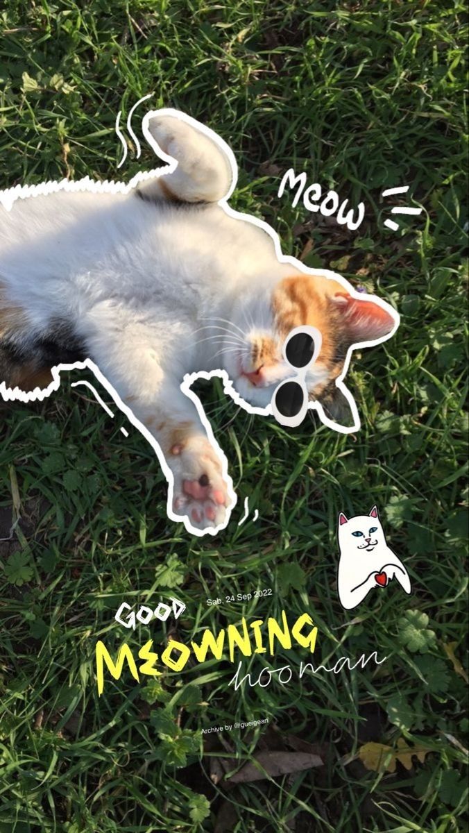 A cat lying in the grass surrounded by doodles and the words "Good meowning".