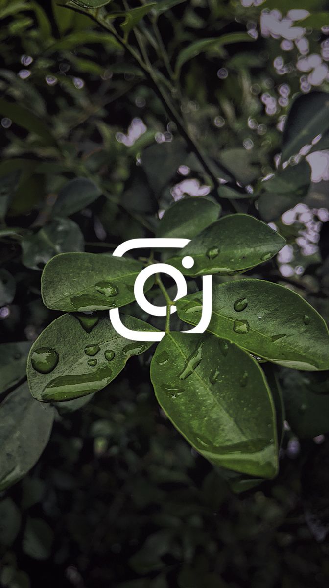 A white camera icon over dark green leaves covered in water drops.