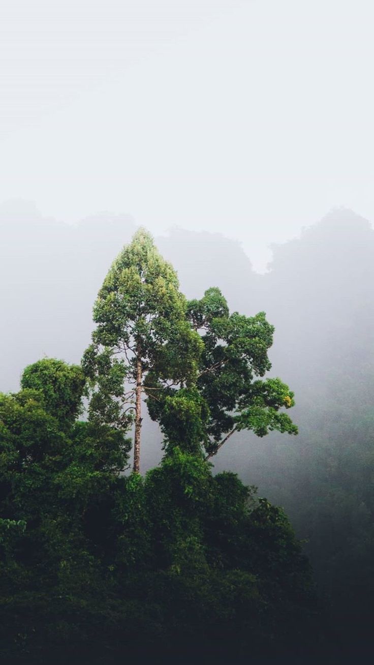 A tall tree rising from a green forest into white mist.