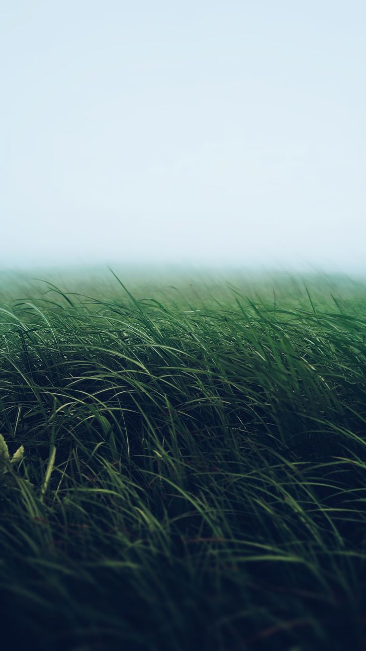 Tall green grass fading into a pale misty sky.