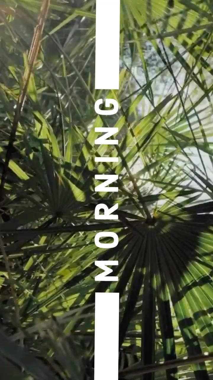 Morning Palms