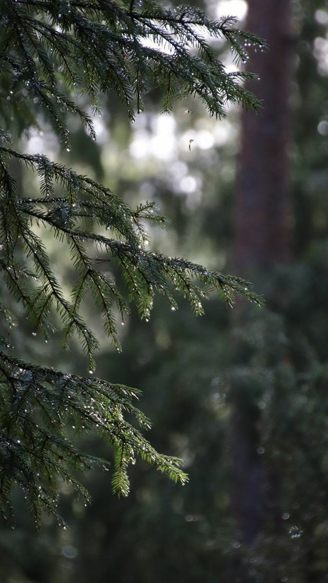 Dark Evergreens