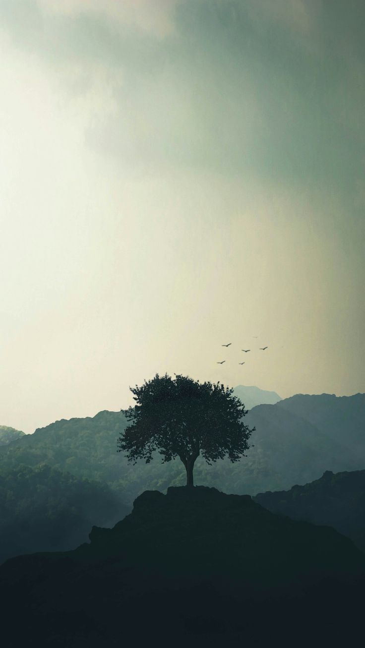 A lone tree on a hilltop under a hazy grey sky with a few birds.