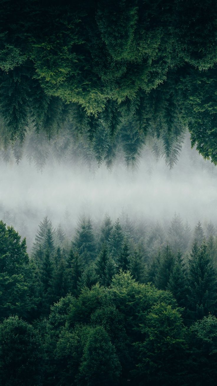 Dark green treetops above a band of mist, mirrored as if in still water.
