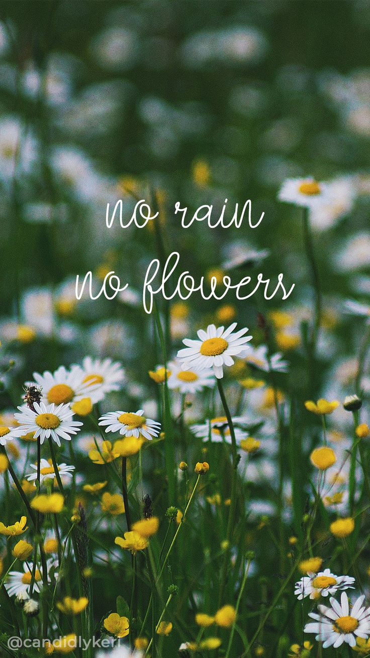 "No rain, no flowers" in white script over a field of daisies.